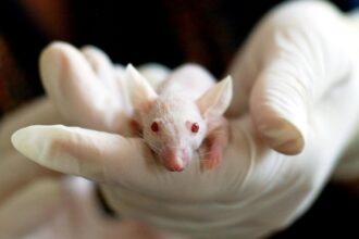 Close-up of a white mouse held by a gloved hand, symbolizing laboratory research and experimentation.