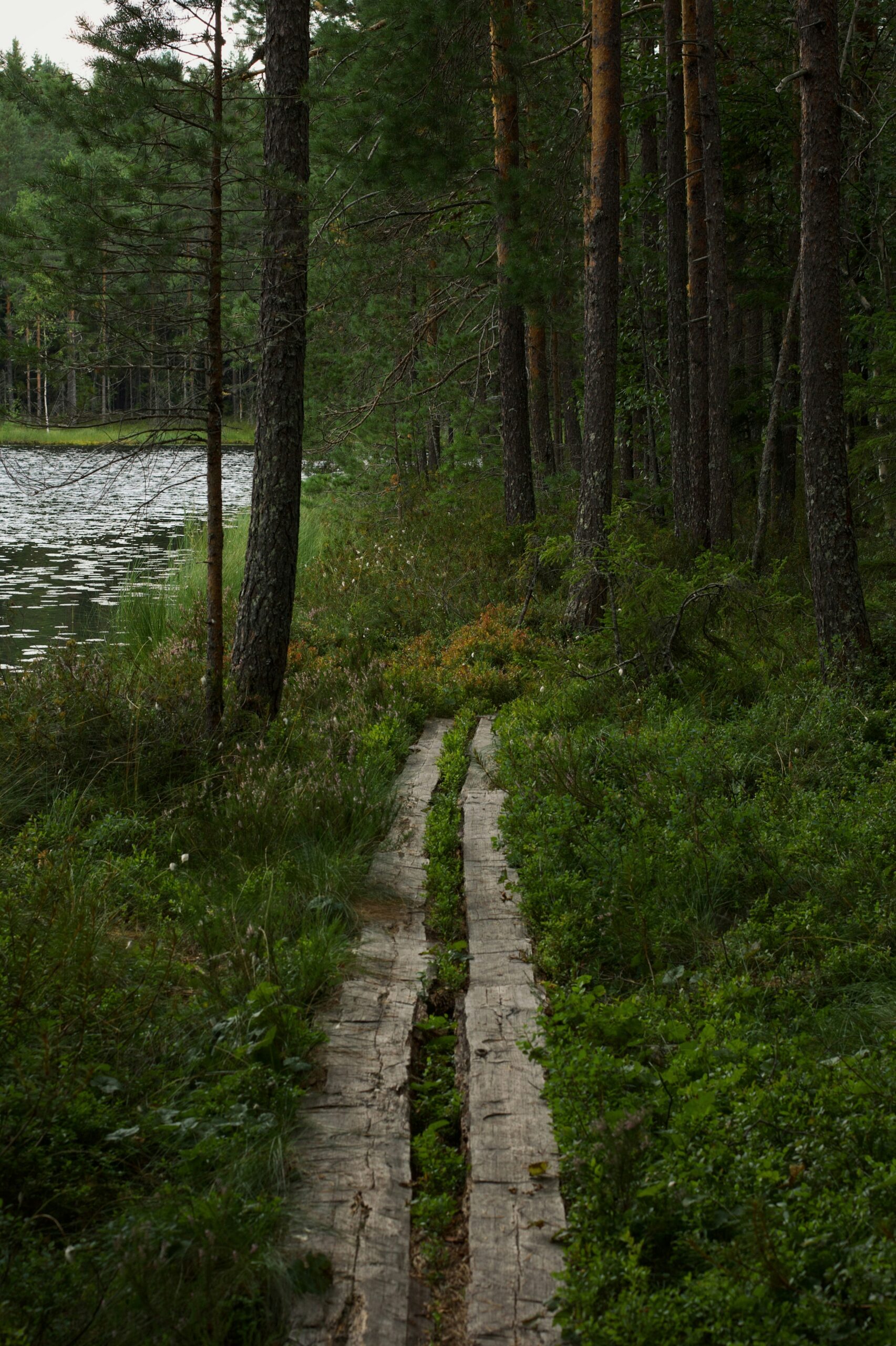 Kesäyön tunnelmaa Suomen luonnossa Juhannuksena