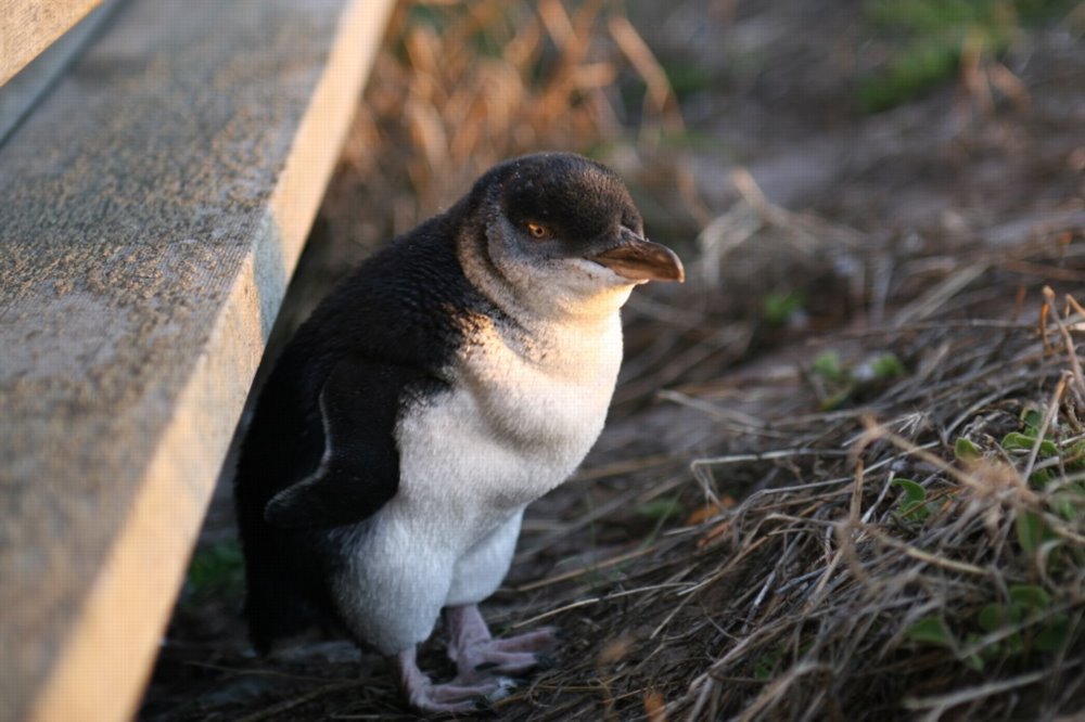 Pikkupingviini seisoo pesäalueellaan Phillip Islandilla Australiassa. Kuva: Sklmsta / Wikimedia Commons, CC0