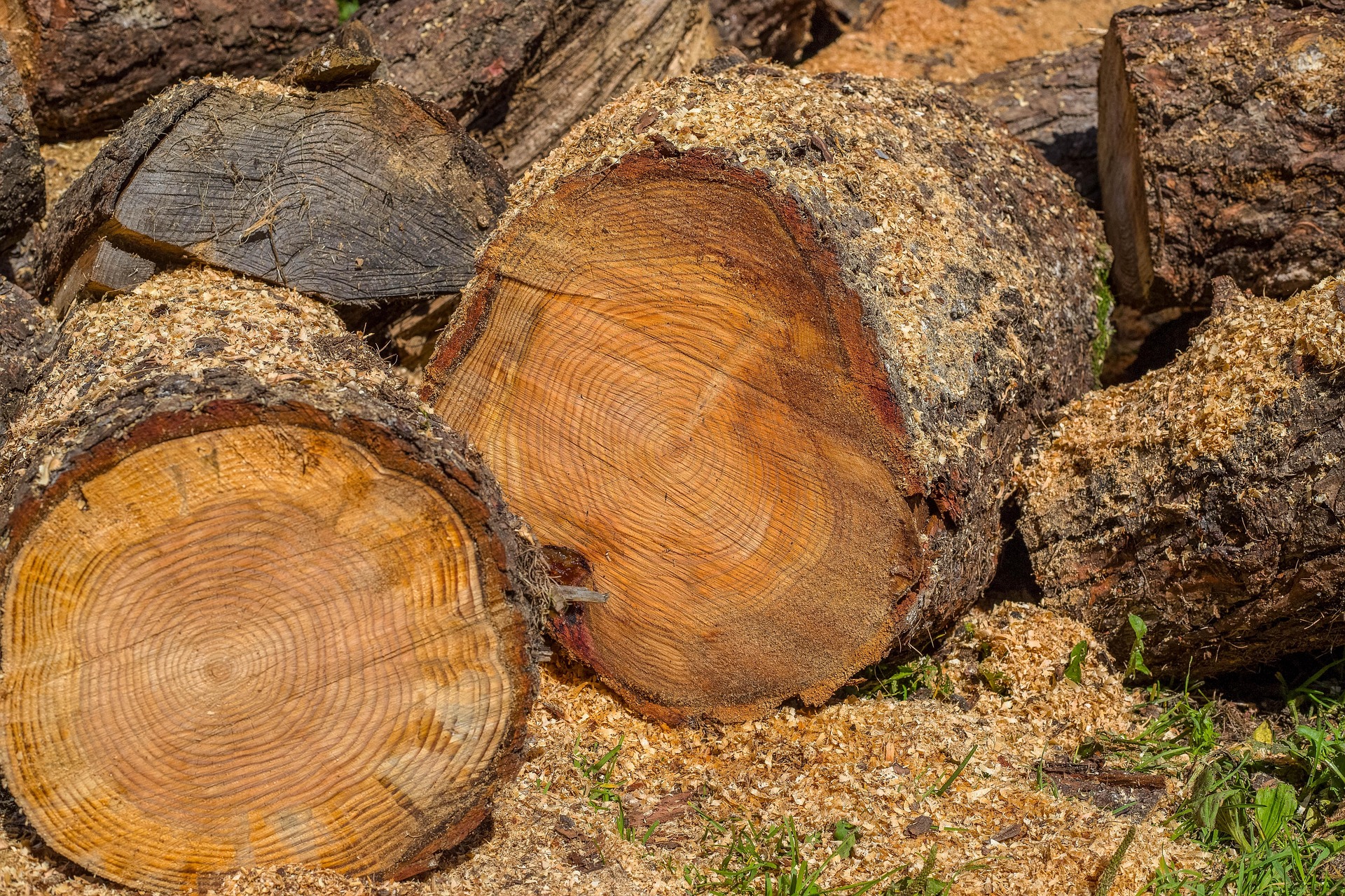 Puiden vuosirenkaita osittamassa ajan kulumista. Kuva: Alkemade/Pixabay. Kuvituskuva