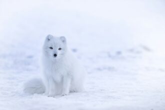 Valkoinen naali lumisessa maisemassa Islannissa.
