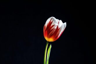 Punavalkoinen, keltatyvinen tulppaani kohoaa vihreässä varressaan lähes mustaa taustaa vasten.