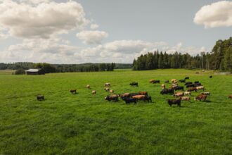 Nautakarja laiduntaa laajalla vihreällä pellolla Hirvilammen luomutilalla. Taustalla näkyy metsää, maatilarakennus ja pilvinen taivas.