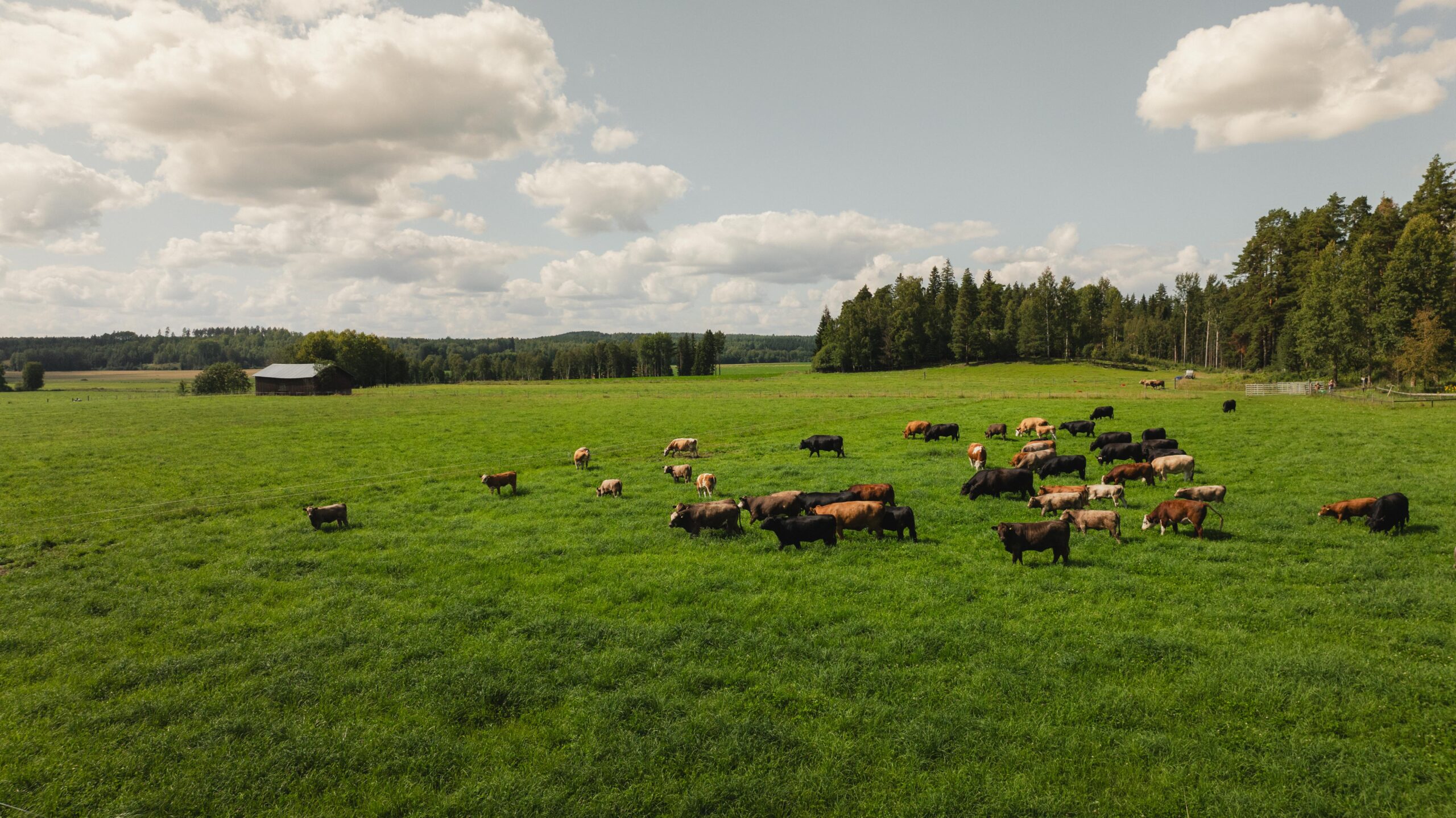 Nautakarja laiduntaa laajalla vihreällä pellolla Hirvilammen luomutilalla. Taustalla näkyy metsää, maatilarakennus ja pilvinen taivas.