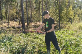 Eemeli Savolainen torjuu viikatteella vieraskasveja metsäisessä maastossa kesällä 2026.