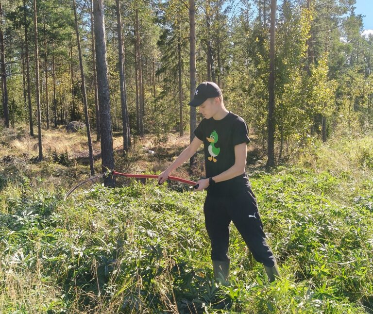 Eemeli Savolainen torjuu viikatteella vieraskasveja metsäisessä maastossa kesällä 2026.
