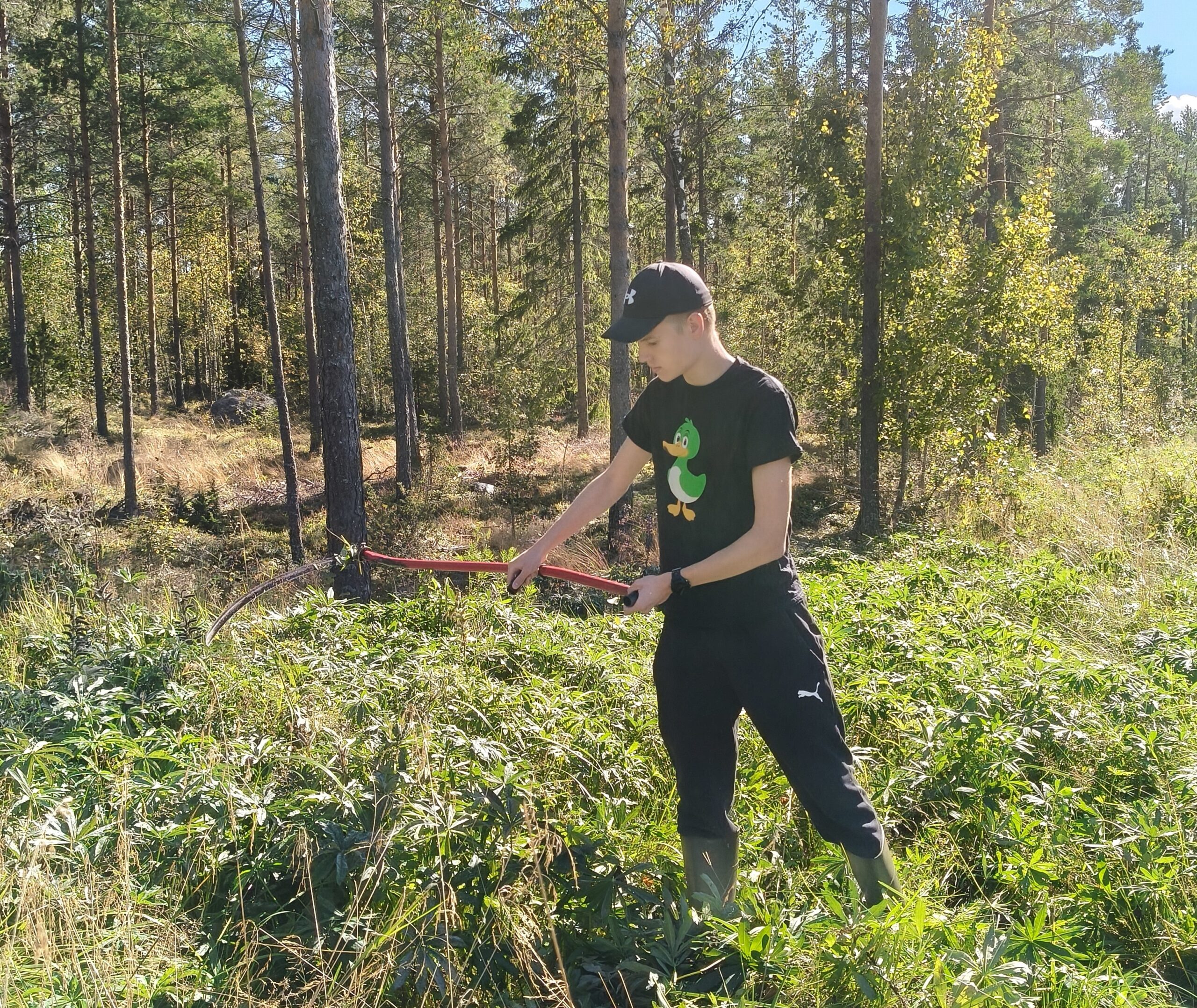 Eemeli Savolainen torjuu viikatteella vieraskasveja metsäisessä maastossa kesällä 2026.