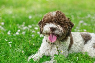 Kiharaturkkinen ruskeavalkoinen lagotto romagnolo eli Italian vesikoira makaa vihreällä nurmikolla valkoisten kukkien keskellä. Koira katsoo eteenpäin suu auki, kieli ulkona ja näyttää iloiselta sekä hyväntuuliselta.