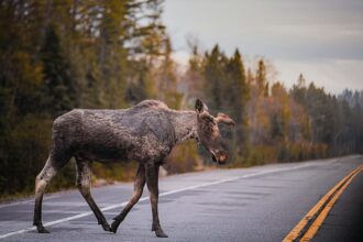 Hirvi ylittää maantietä metsän keskellä.
