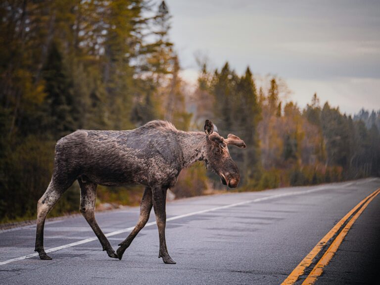 Hirvi ylittää maantietä metsän keskellä.